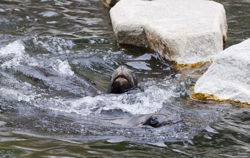 Lobo marino sudamericano (Otaria flavescens), Tierpark Hellabrunn, Múnich, Alemania, 2012-06-17, DD 02