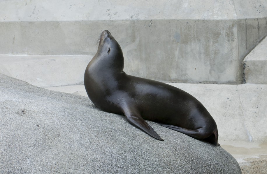 Lobo marino sudamericano (Otaria flavescens), Tierpark Hellabrunn, Múnich, Alemania, 2012-06-17, DD 04