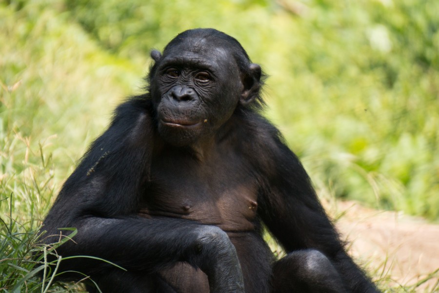 Lola ya bonobo (11)