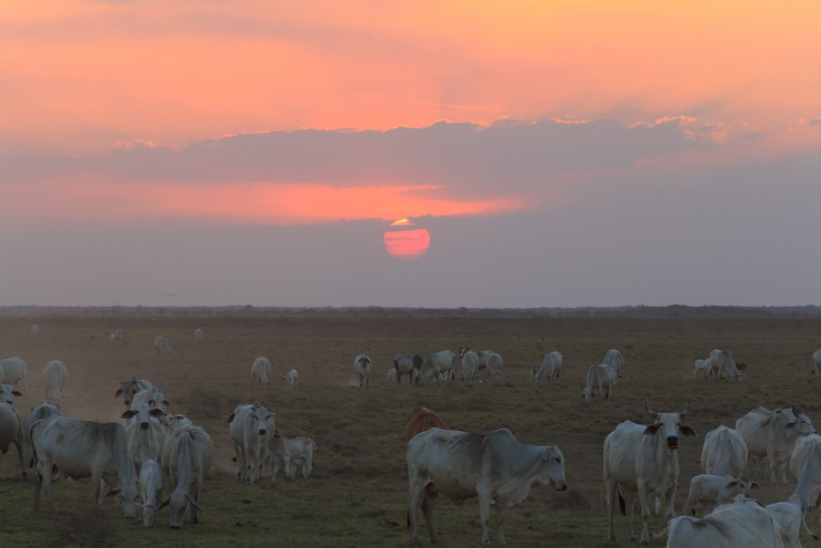Los Llanos Venezolanos