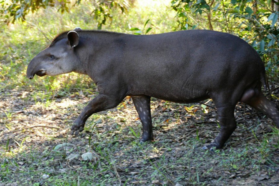 Lowland Tapir (Tapirus terrestris) male out of the forest ... - Flickr - berniedup