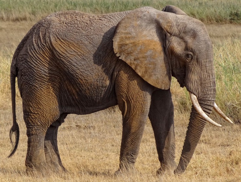 Loxodonta-africana-Amboseli