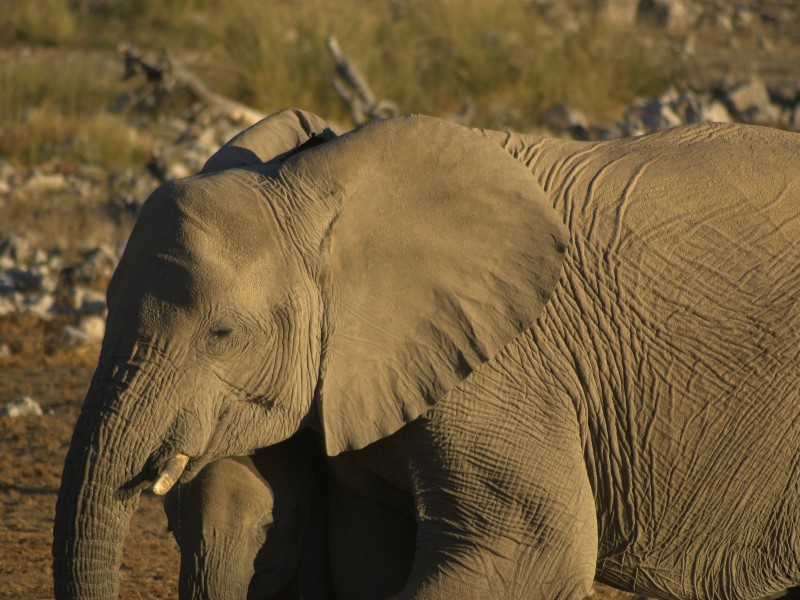 Loxodonta africana - at the waterhole