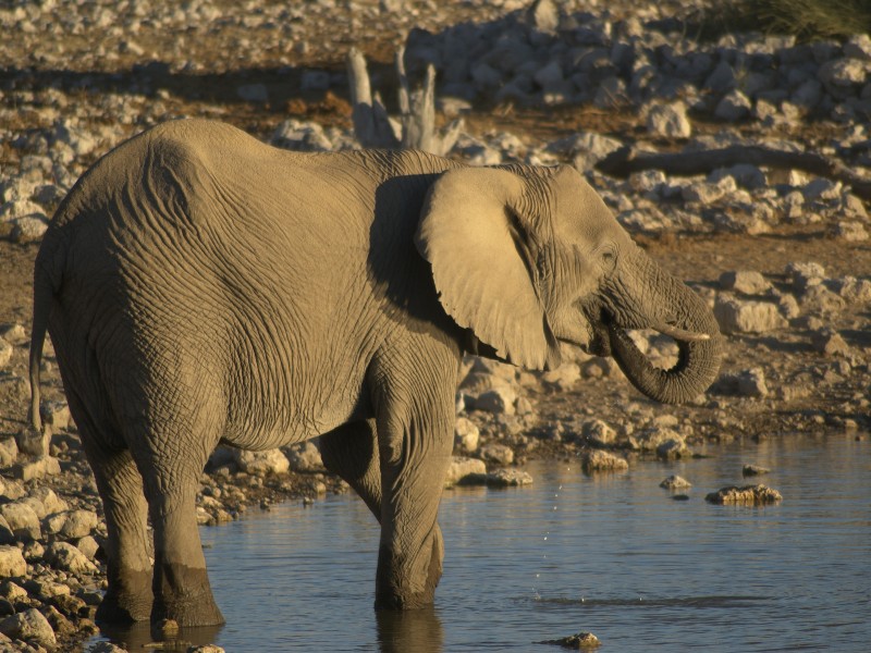 Loxodonta africana - drinking