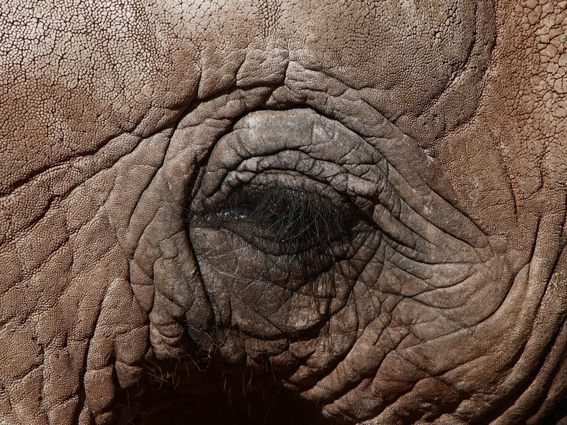 Loxodonta africana - Oasis Park - Fuerteventura
