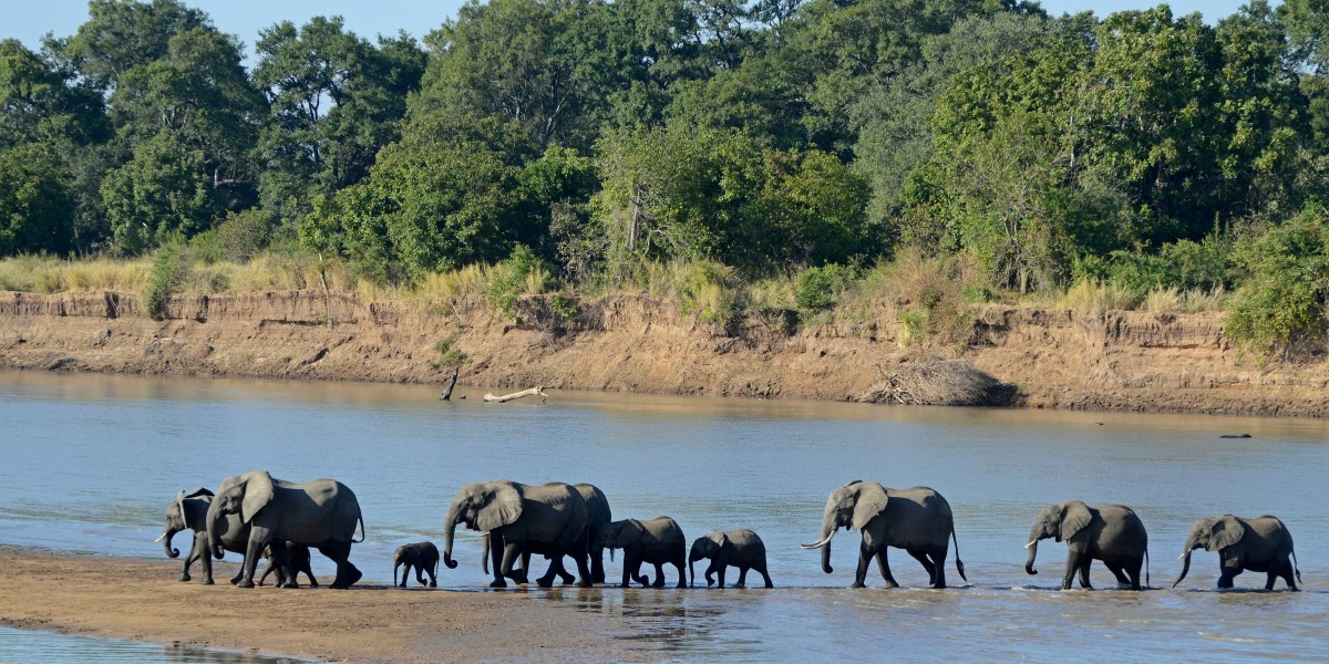Loxodonta africana South Luangwa National Park (2)