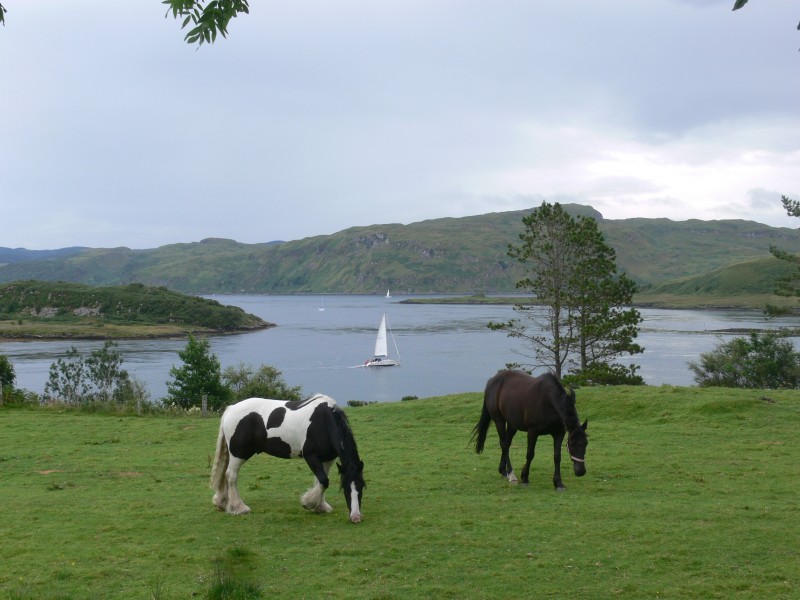 Luing - horses