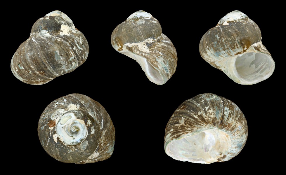 Lunella smaragdus 01