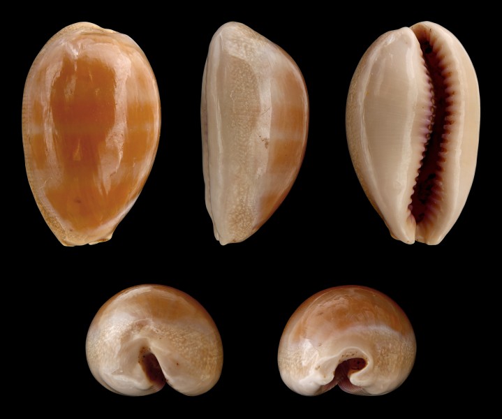 Lyncina carneola 01