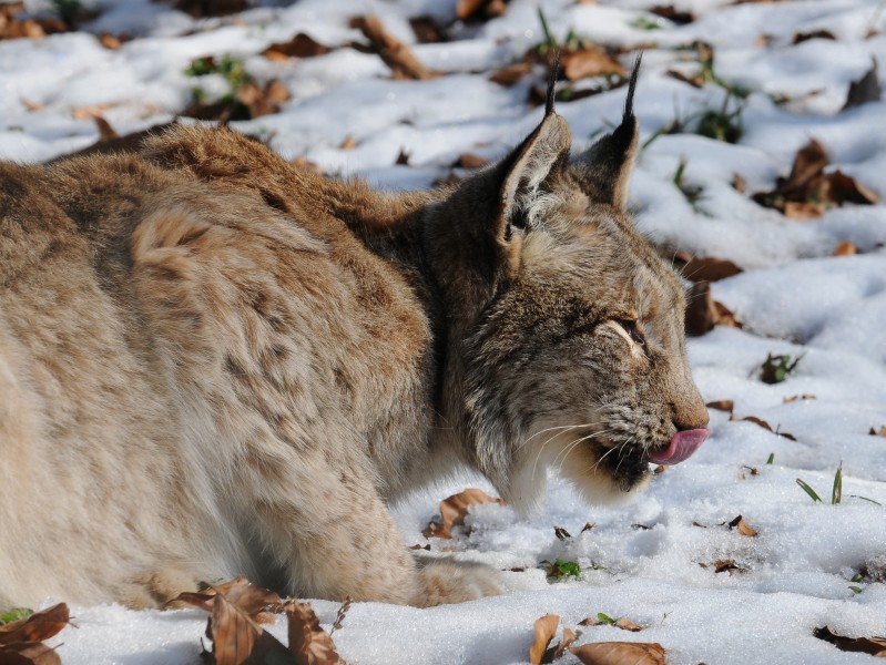 Lynx lynx, Luchs 06