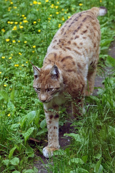 Lynx lynx Ähtäri
