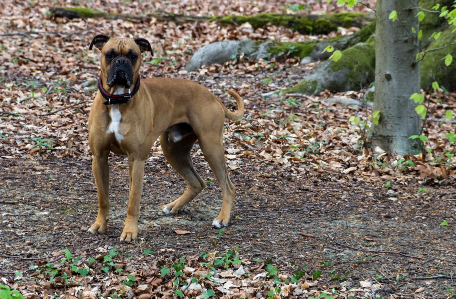 Münster, Wolbeck, Wolbecker Tiergarten, Hund -- 2014 -- 7130