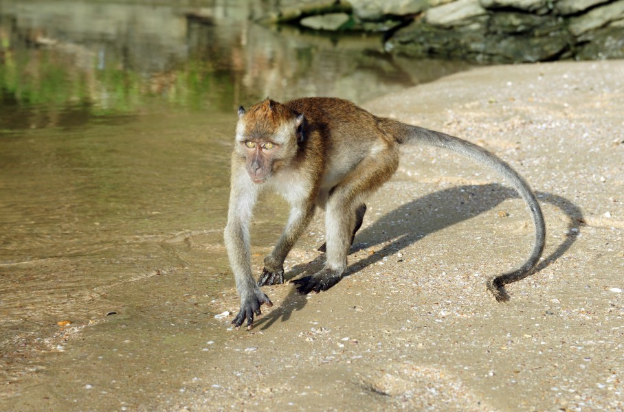 Macaca fascicularis Ao Nang 1
