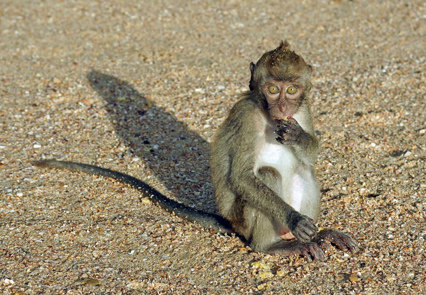 Macaca fascicularis Ao Nang 5