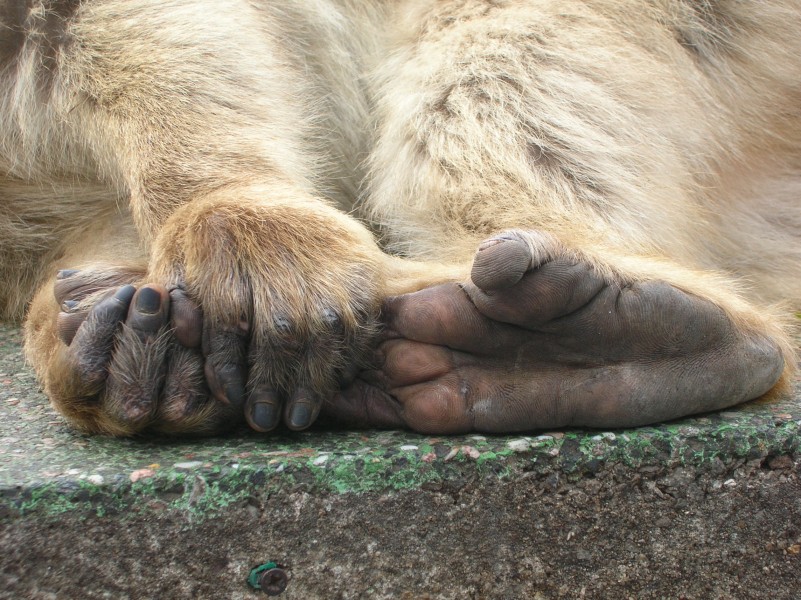 Macaca sylvanus feet and hands