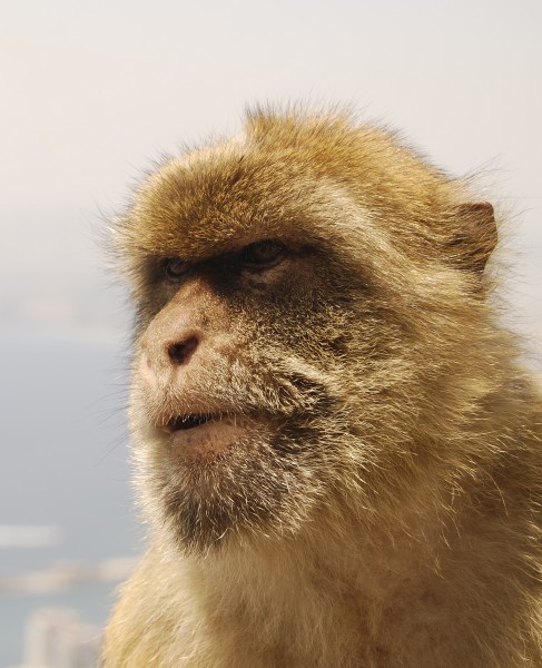 Macaca sylvanus head 2011 Gibraltar