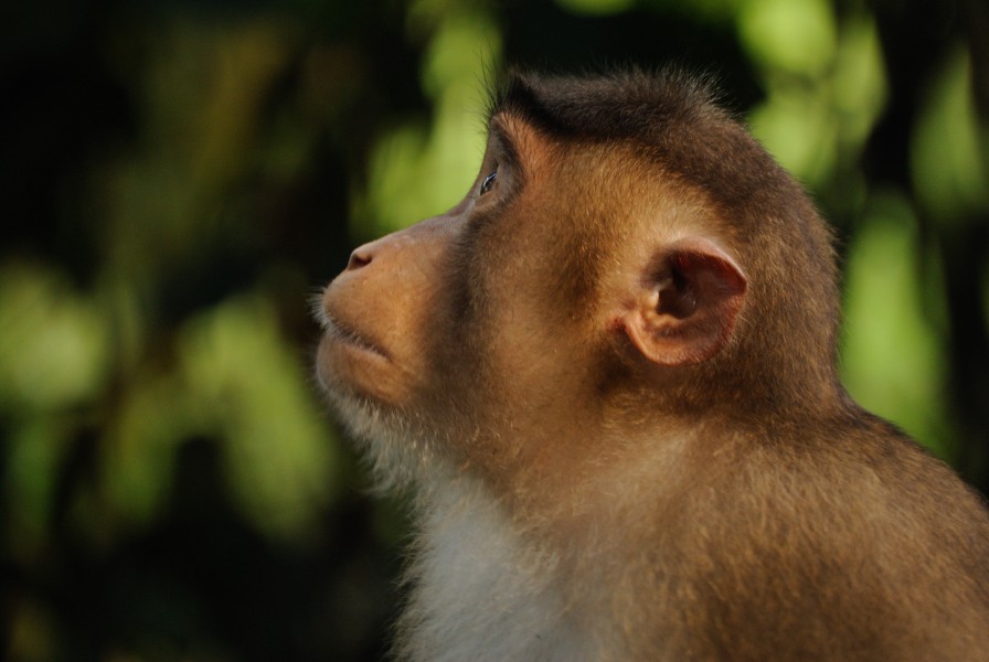 Macaque at Sepilok orangutan sanctuary - Sabah - Borneo - Malaysia - panoramio