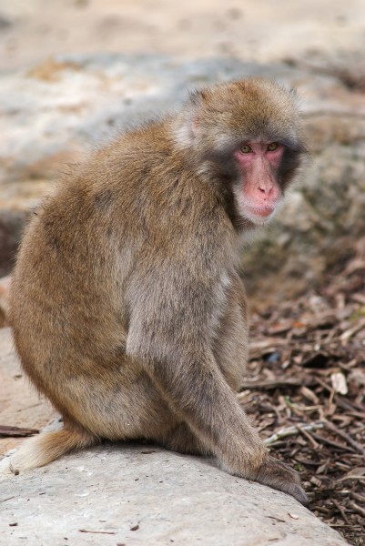 Macaque ds