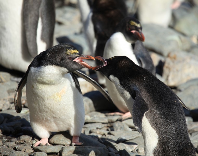 Macaroni Penguins air-cushioning (5893100010)