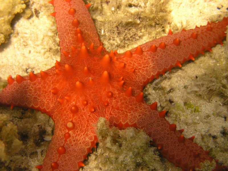 Mactan - panoramio - ＤＡＶＩＤ (16)