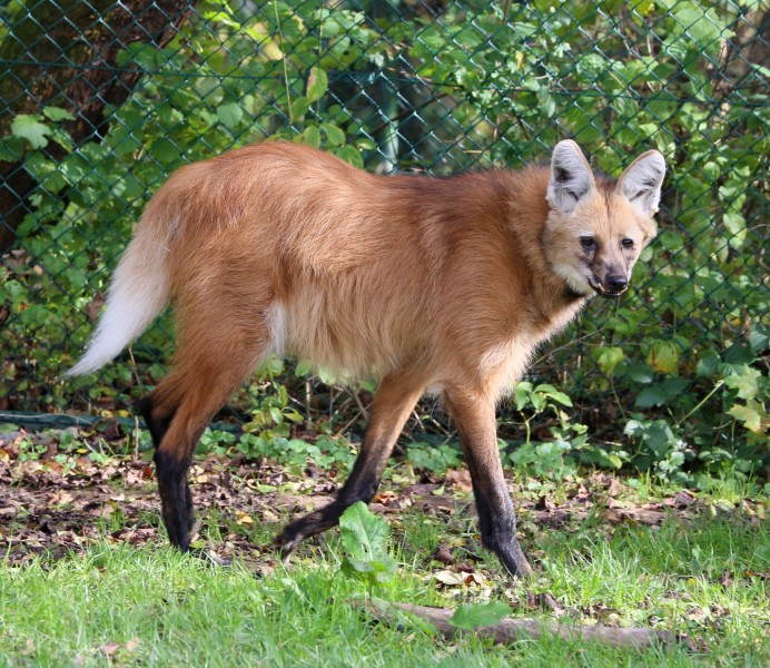 Maehnenwolf Chrysocyon brachyurus Tierpark Hellabrunn-17