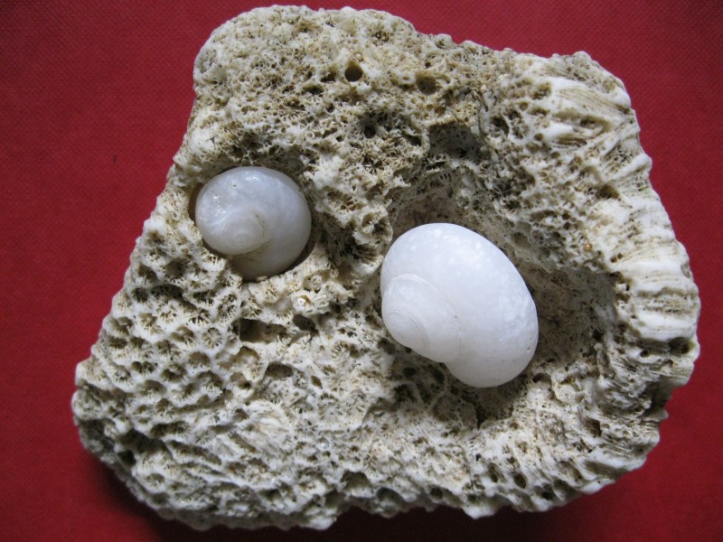 Magillus sp