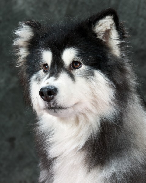 Malamute2