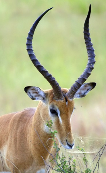 Male impala profile