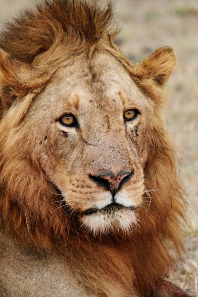 Male lion face