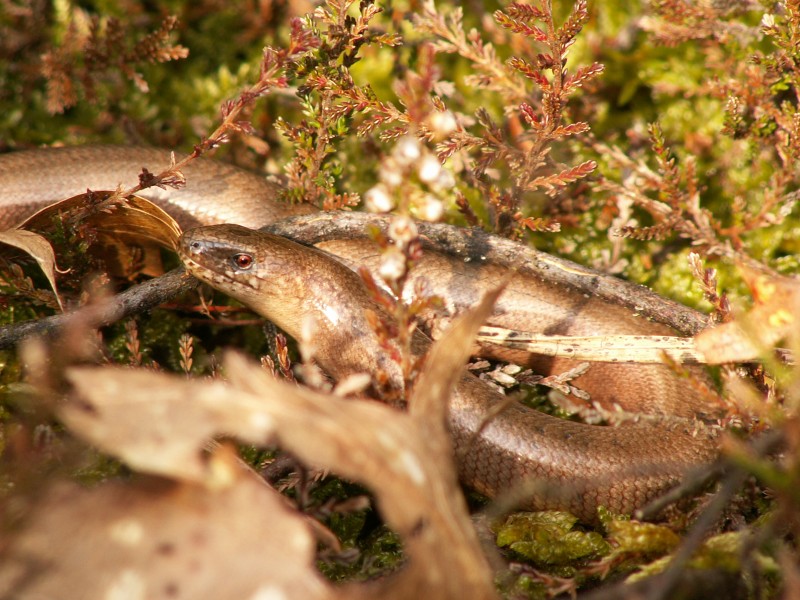 MaleSlowwormInHabitat