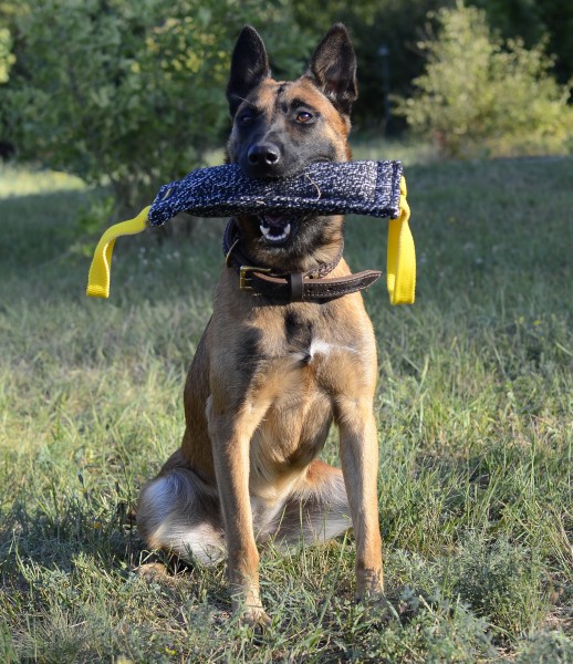 Malinois playing with bite tug made of french linen