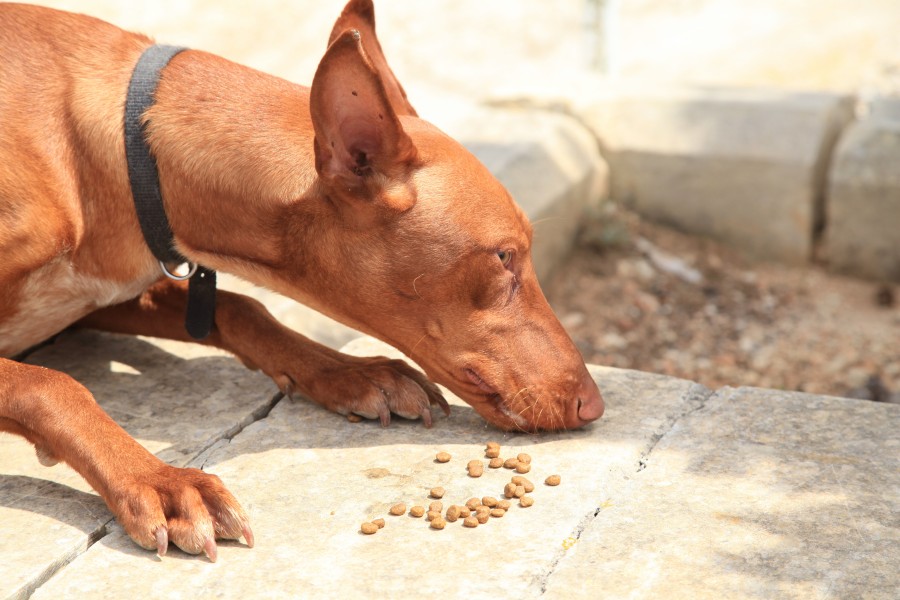 Malta - Mellieha - Triq Selmun - Pharaoh Hound 06 ies