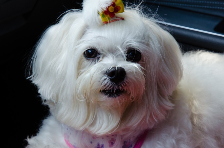 Maltese Dog 1