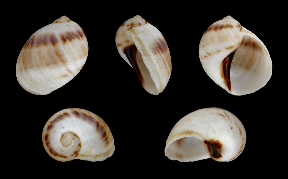 Mammilla sebae 01