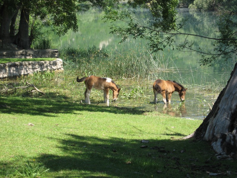 Manastir Krka -Konji na pojilu
