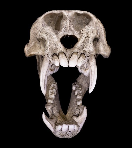 Mandrill face4