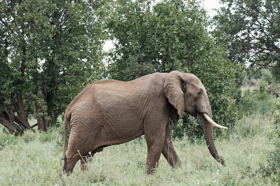 Manyara 2012 05 29 2121 (7482099278)
