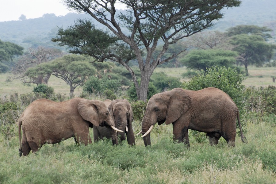 Manyara 2012 05 29 2126 (7482095928)