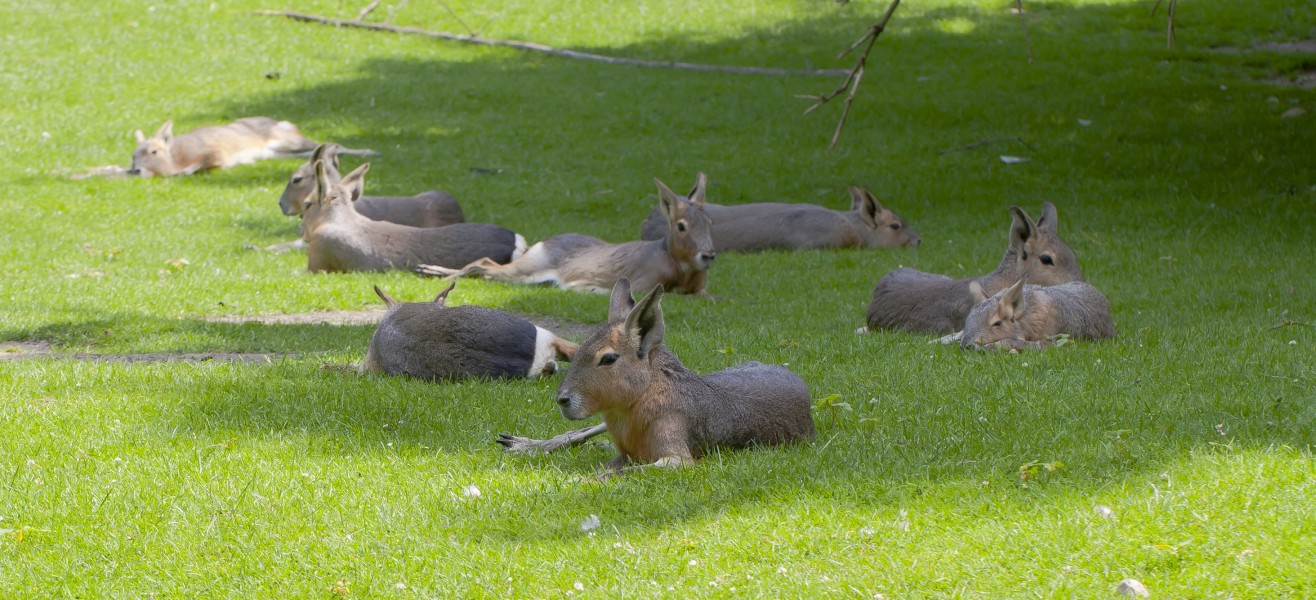 Mara (Dolichotis patagonum), Tierpark Hellabrunn, Múnich, Alemania, 2012-06-17, DD 02