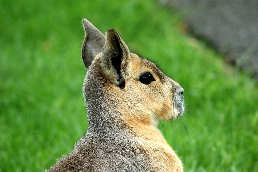 Mara BunnyDeer (954855765)