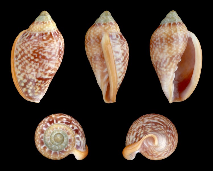 Marginella glabella 01