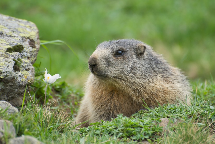 Marmota marmota sp. 03