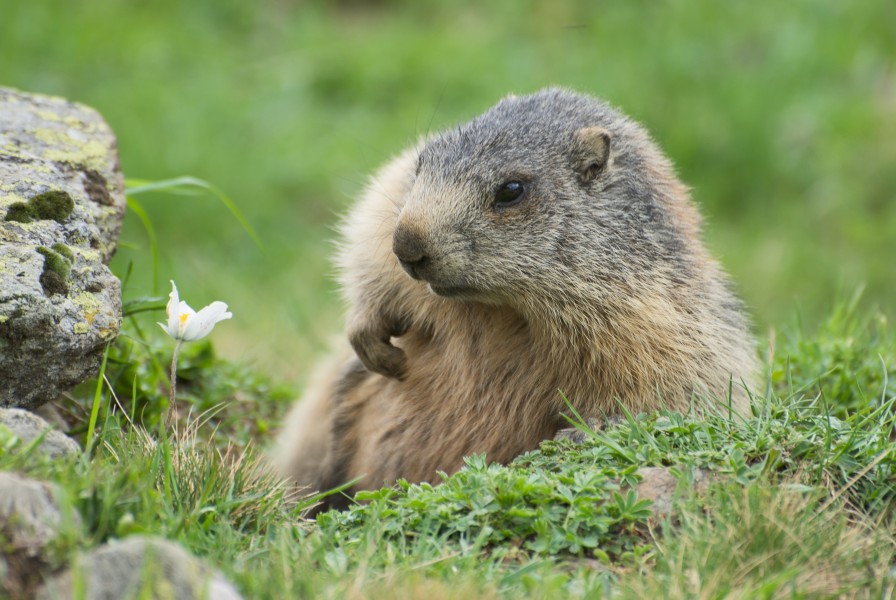 Marmota marmota sp. 04