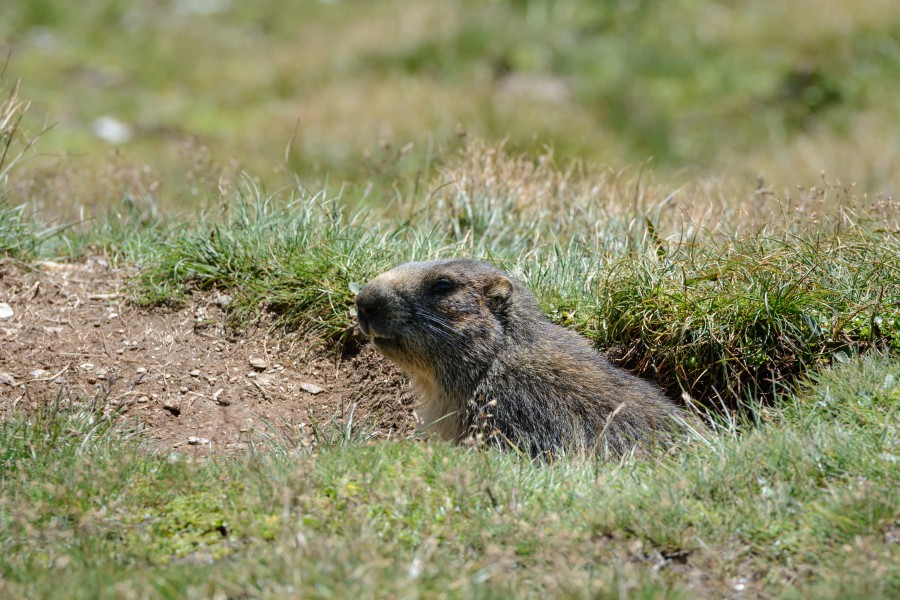 Marmota marmota Tauerntal 20160807 A02