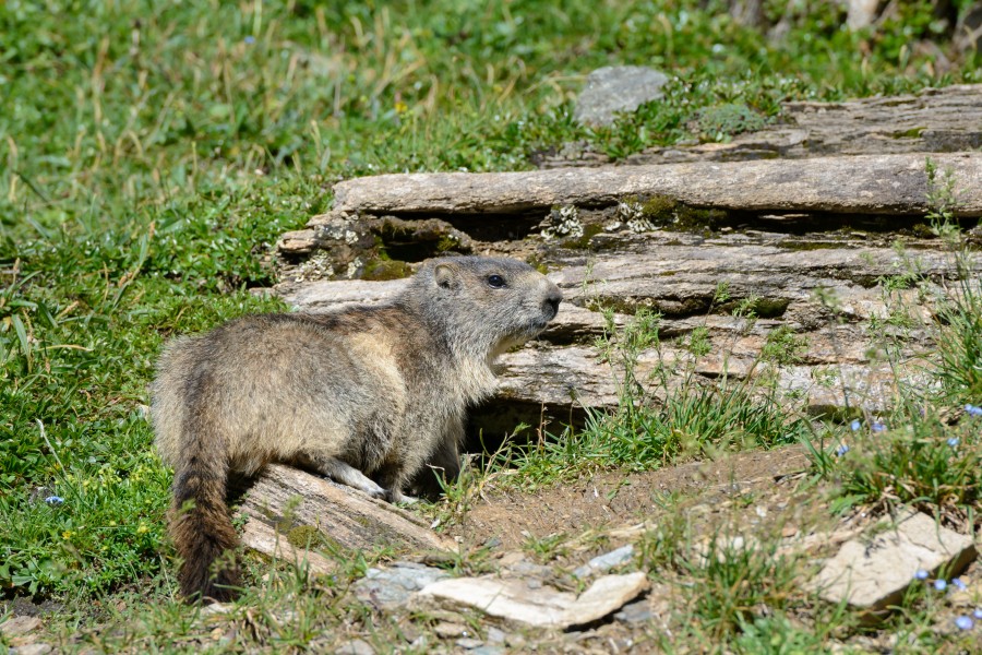 Marmota marmota Tauerntal 20160807 B01