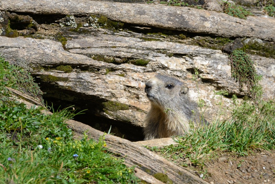 Marmota marmota Tauerntal 20160807 B05