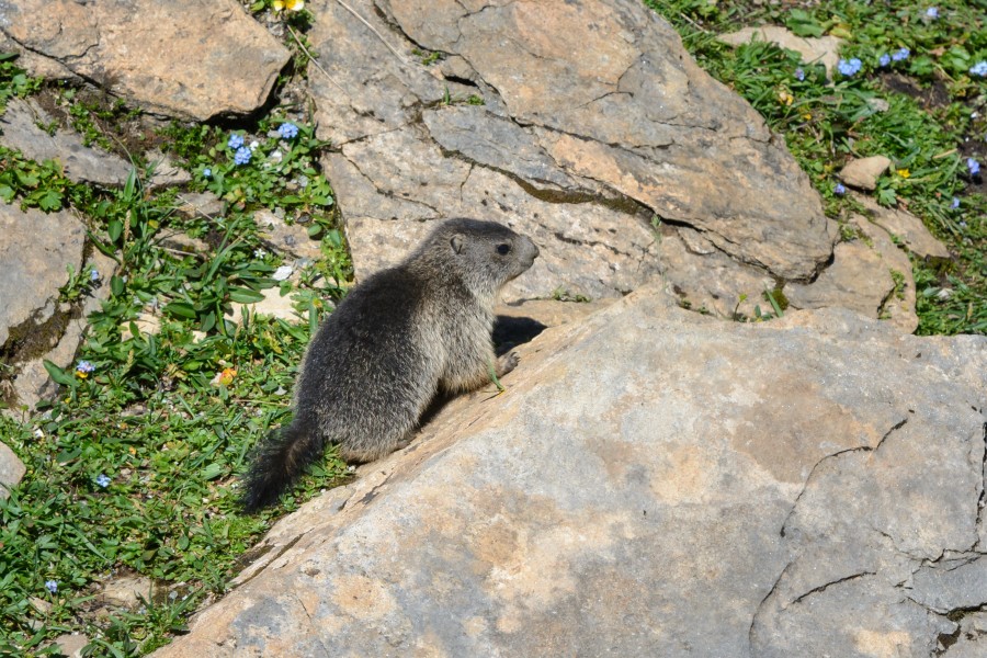 Marmota marmota Tauerntal 20160807 C01
