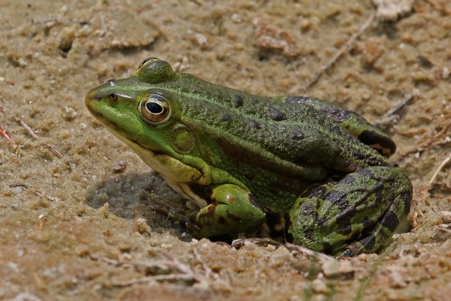 Marsh frog (Pelophylax ridibundus)