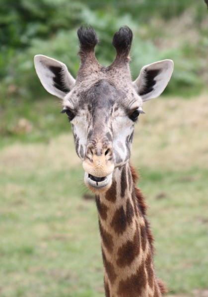 Masai Giraffe 0258