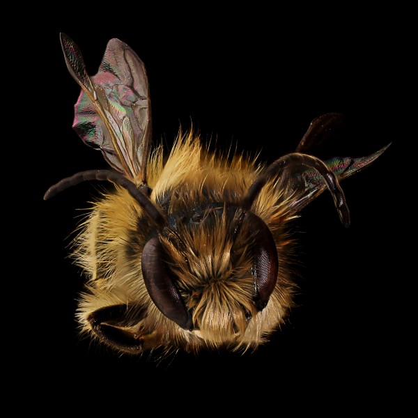 Mason Bee (Osmia taurus) Face (12393485284)
